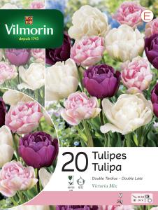 Tulipe Victoria Double Tardive en Mélange (x20)